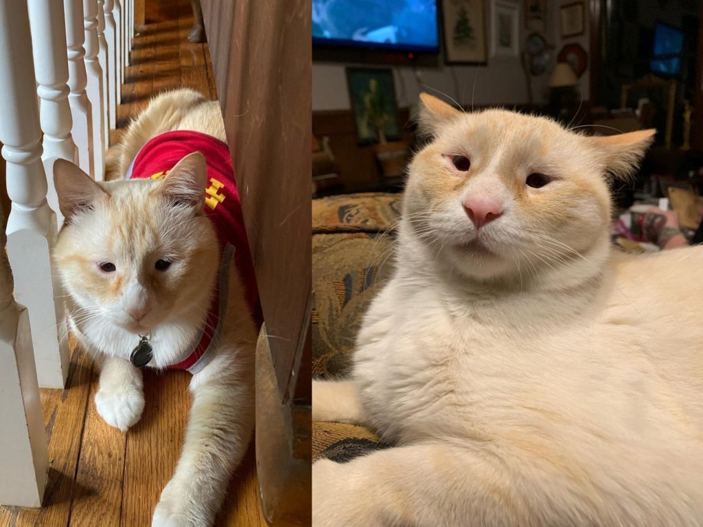 奶油貓Stimkee呆萌的外表被笑神似「李榮浩」，背後其實有原因。（圖／Facebook@Humphrey Magoo and Edgar, Too） 