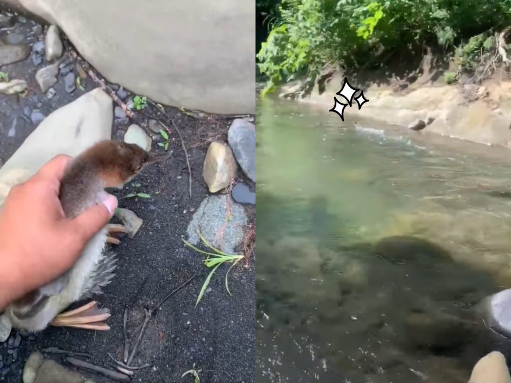 日本推主日前在釣魚時遇到一隻鳥兒像根木頭呆立著，便輕柔抓起放在溪邊，想不到剛著地牠便「輕功水上飄」一溜煙消失在遠方。（圖／Twitter@leather_Riv） 