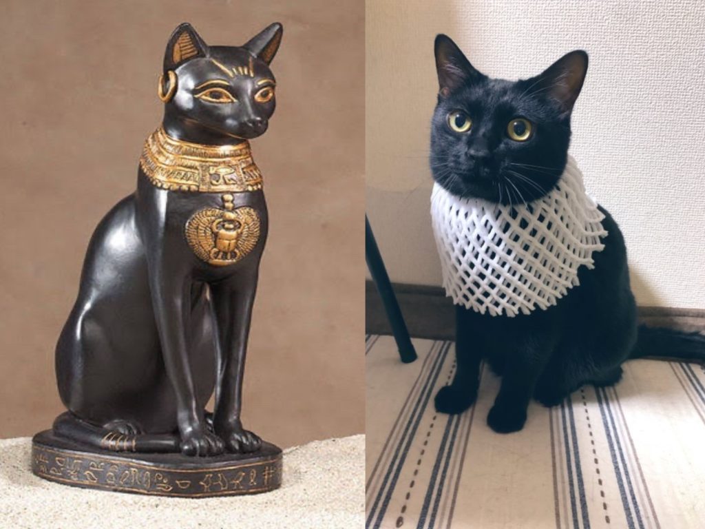 黑貓戴上水果網套變身成「埃及貓神」，意外引起網友熱烈回應！（圖／twitter@ s_s_m_333、@keita38101）