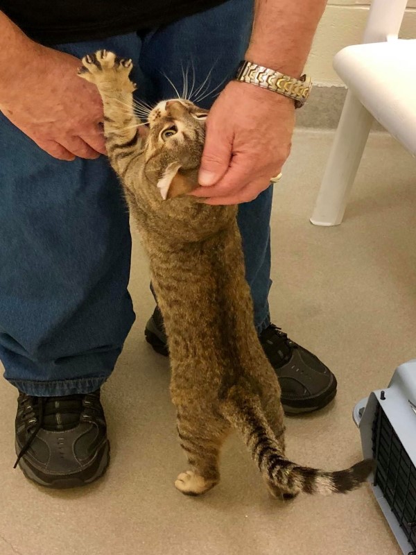 虎斑貓從排水溝獲救後　向男子使出「大絕招」：抱我回家！