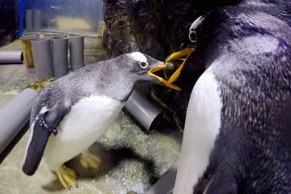 「求婚鑽石」迎七夕　海生館企鵝繁殖季迎接幸福的新生