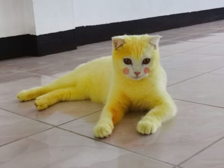 泰國一隻貓咪因為長黴菌塗薑黃膏治療，沒想到被網友說太像皮卡丘，主人乾脆幫牠P塗加上腮紅看起來更像！（圖／FB@ตุ้มเม้งแมวแพนด้า&คาพ้วงแมวเชื้อรา）