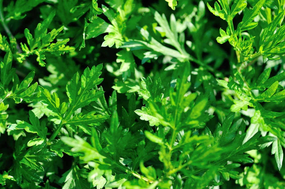 ▲每年清明時節前後(約3~5月)正好是艾草盛產期。（圖／shutterstock）