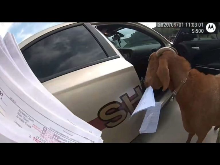 女警到一處民宅送文件，卻遇到鬼祟山羊潛入巡邏車偷吃文件。（圖／Douglas County Sheriff’s Office） 