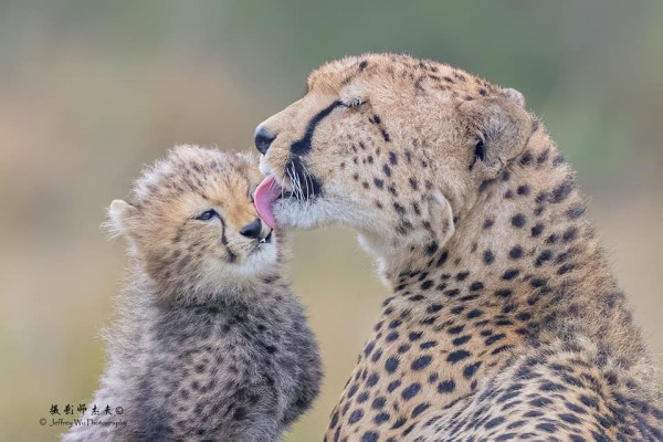 小獵豹愛撒嬌　「緊貼媽媽臉」微笑說悄悄話：馬麻我愛妳！