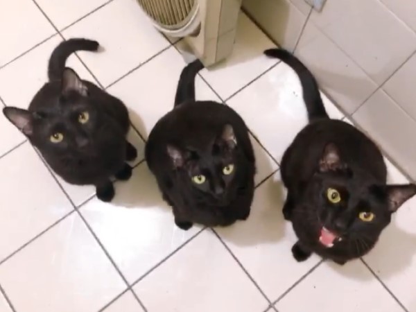 影／三隻黑貓「夭巴岔」默契三重奏　網笑：請組團出道！