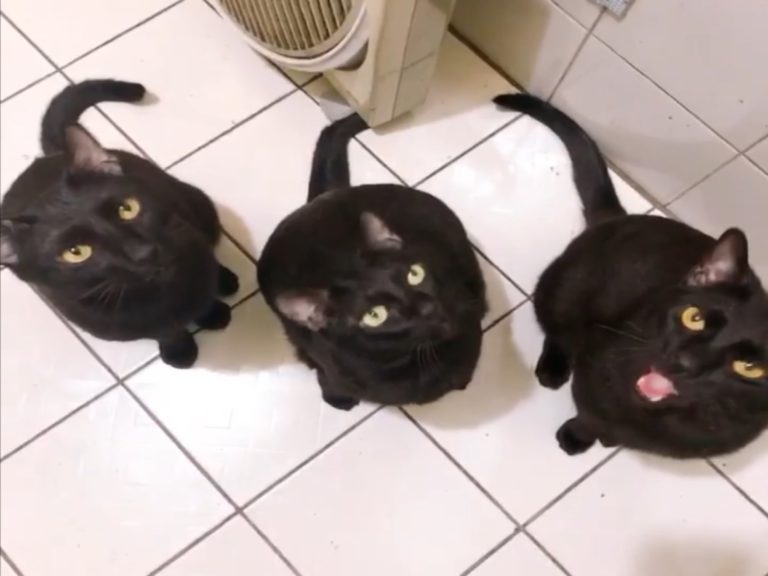 網友杜酸家的三隻黑貓日前唱出默契三重奏（圖／網友杜酸授權提供）