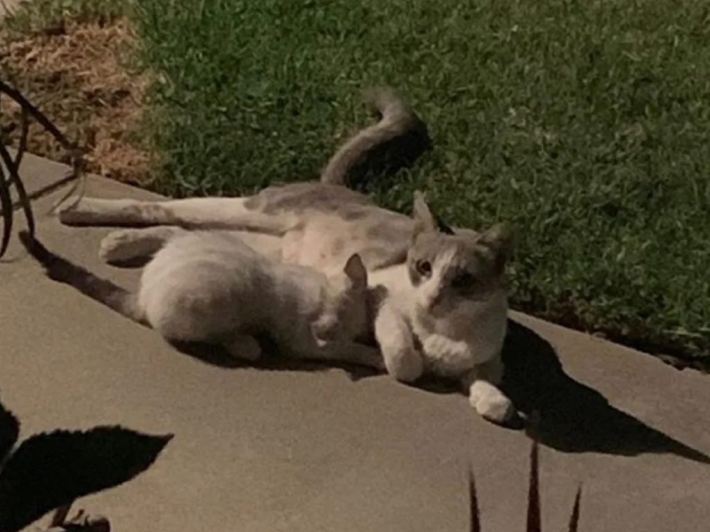 ▲才餵浪貓沒幾天，一日竟帶小跟班來投靠：你要負責唷！（圖／Alley Cat Rescue）