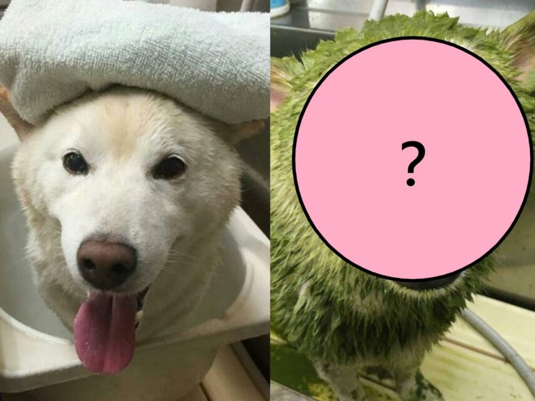 日本一隻白色柴犬做草藥浴驅蟲，沒想到意外變成「浩克汪」（圖／IG@moka.shiba）