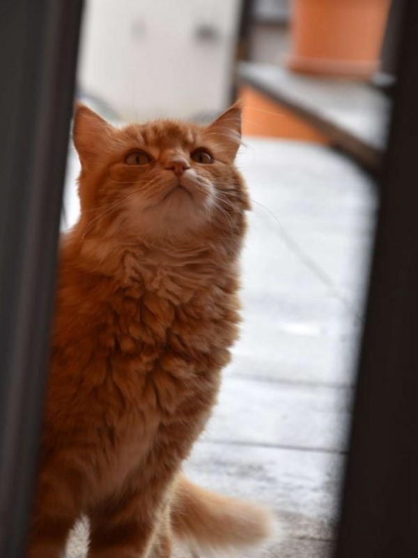 奴才搬家橘貓「敦親睦鄰」敲窗拜訪　他笑：最棒的新鄰居！