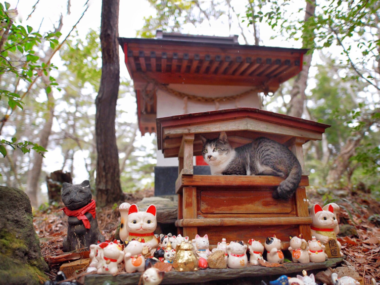 日本一名推主意外撞見喵皇躲在小神社避雨的萌樣！（圖／Twitter@ttt_zegu952）
