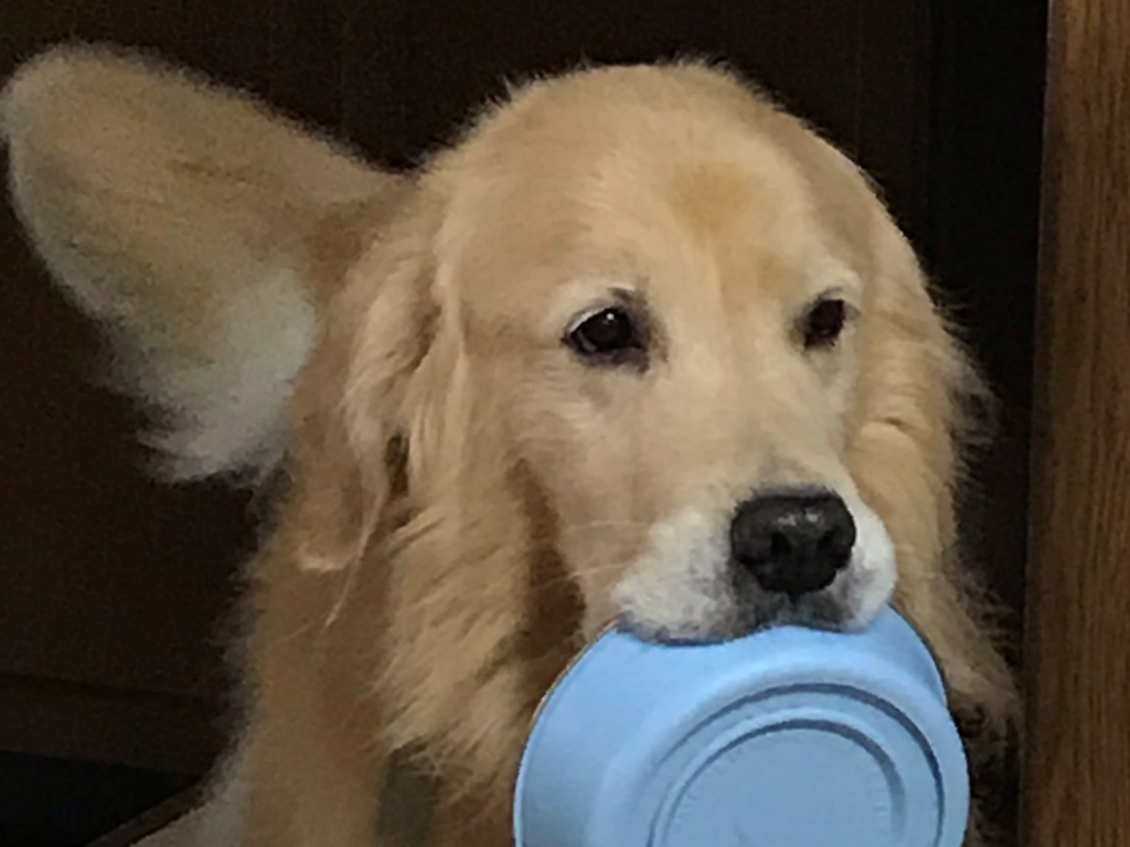 當爺爺在家蒸了地瓜，原本熟睡的金金突然醒來還叼碗出現！（圖／Twitter@toomuuuu）