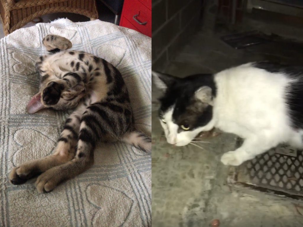 小虎斑日前意外走失，主人向賓士浪貓里長求救，當晚竟就都市傳說成真。（圖／網友Arthur Chiang提供） 