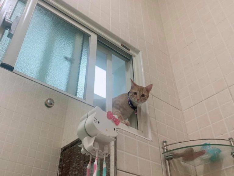 橘貓阿鼠老是愛偷窺馬麻上廁所、洗澡，讓人哭笑不得。（圖／網友李曉鈺提供） 