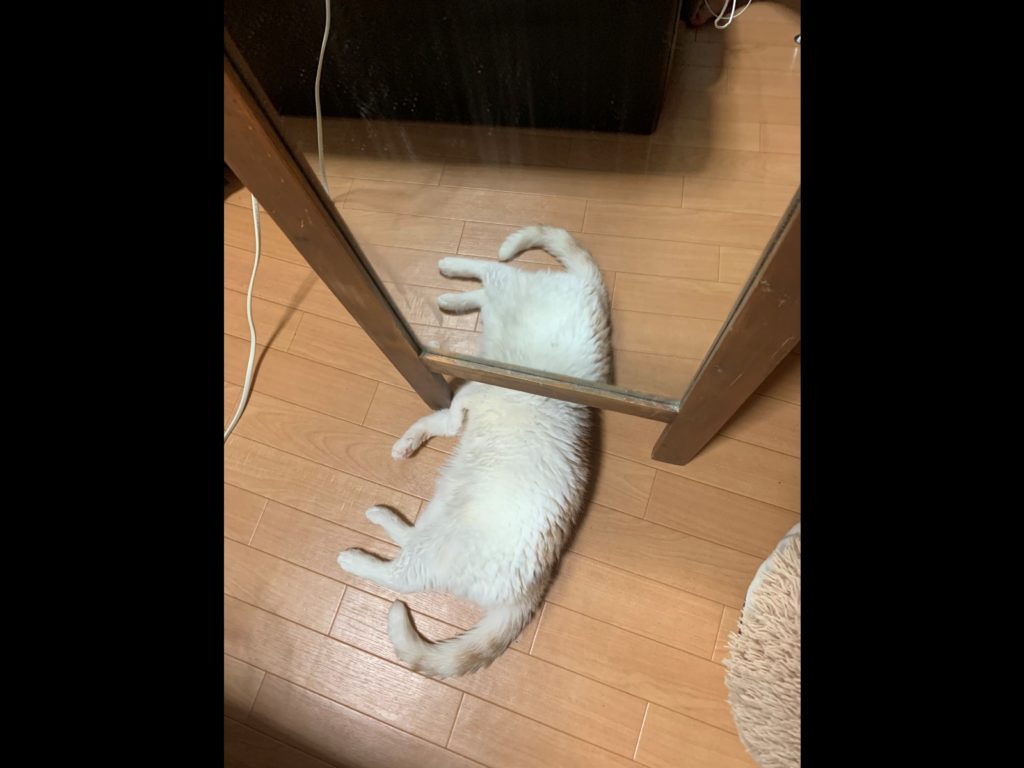 推主一天往家中鏡子看過去，竟發現隻「怪奇生物」！（圖／Twitter@fuuuusama） 