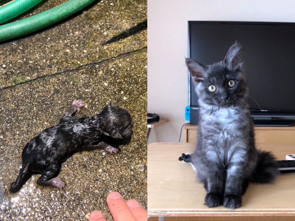 當初在水溝撿到的小黑貓，沒想到越養越美驚豔主人！（圖／Twitter@ome_shima）