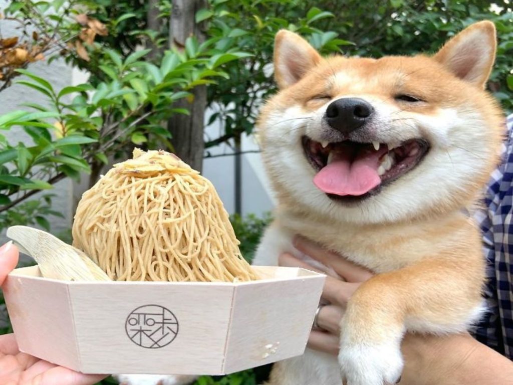 日本一隻豆柴看見食物就會燦笑（圖／IG@shiba_uni_20190107）