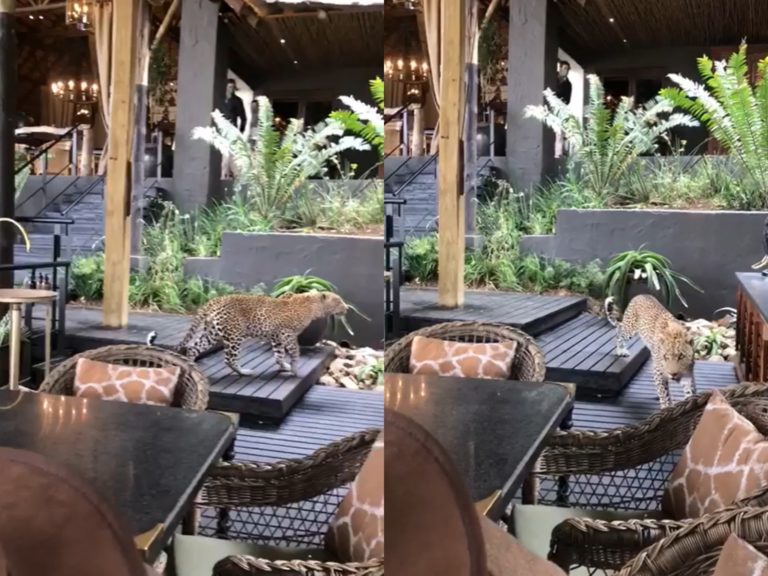 旅客Reg Calmeyer日前在非洲一家飯店捕捉到一隻野生花豹在散步，距離超近現場所有人都看傻。（圖／Facebook@Singita） 