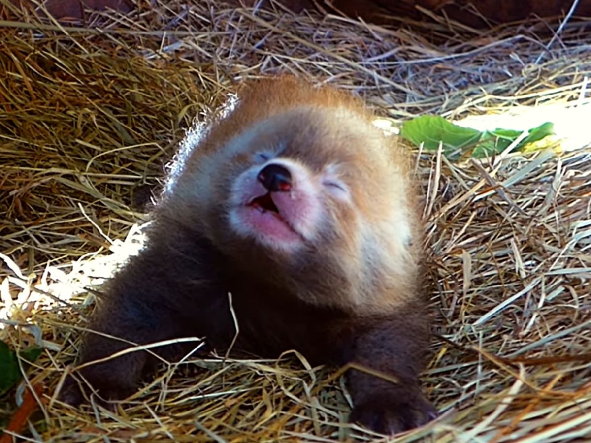▲荷蘭動物園Beekse Bergen前陣子歡喜迎接小貓熊寶寶的到來，當攝影師在拍攝時牠突然「哈啾」萌翻在場所有人！（圖／翻攝自YouTube@Beekse Bergen）