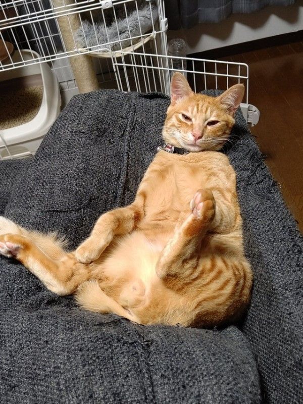 ▲住在北海道的橘貓Chikuwa很喜歡窩在沙發區耍廢，日前推主回家時還驚見牠手饋著沙發學人類一樣看著自己，好像有話要說的樣子（圖／twitter@T_REX_RED_Tiger）