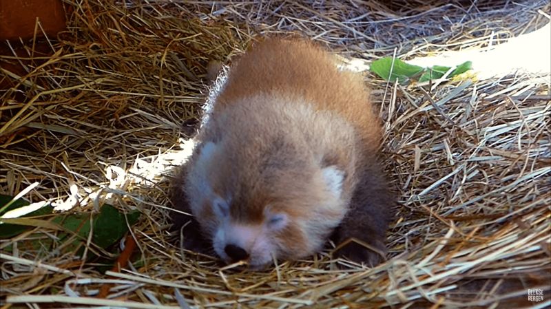 ▲荷蘭動物園有隻可愛的小貓熊寶寶出生囉!(圖/翻攝自YouTube@Beekse