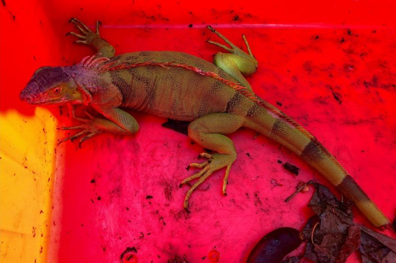 ▲綠鬣蜥被金門民眾發現時因受驚嚇自行斷尾求生。(圖/金門建設處提供)