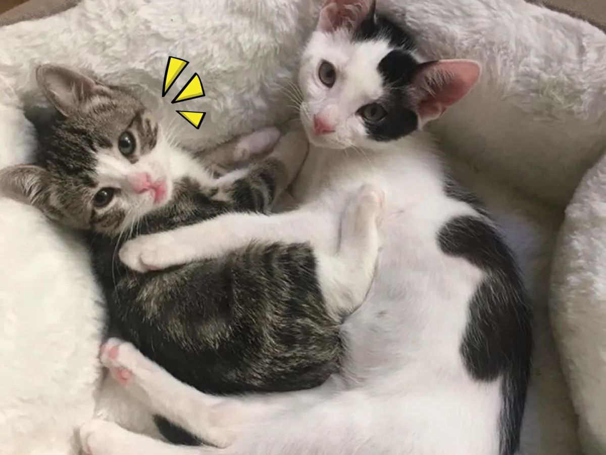▲中途媽索妮雅（Sonja）帶了一窩救援小貓回家，才發現其中一隻白底虎斑貓蒂娜（Tina）患有侏儒症。（圖／Mini Cat Town）