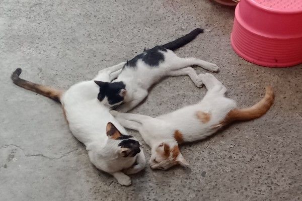 ▲幾個月前母貓「碎花」在庭院裡生下乳牛與橘白貓「花生」，一家三口就直接被Tango