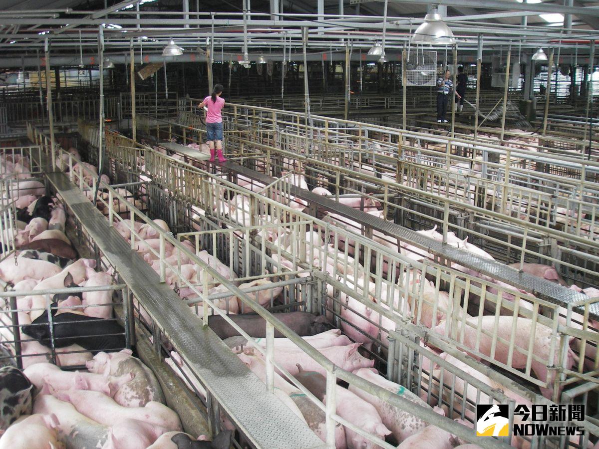 ▲衛福部長陳時中今（5）天特別召開記者會，宣布美豬瘦肉精含量標準。（圖／資料畫面）