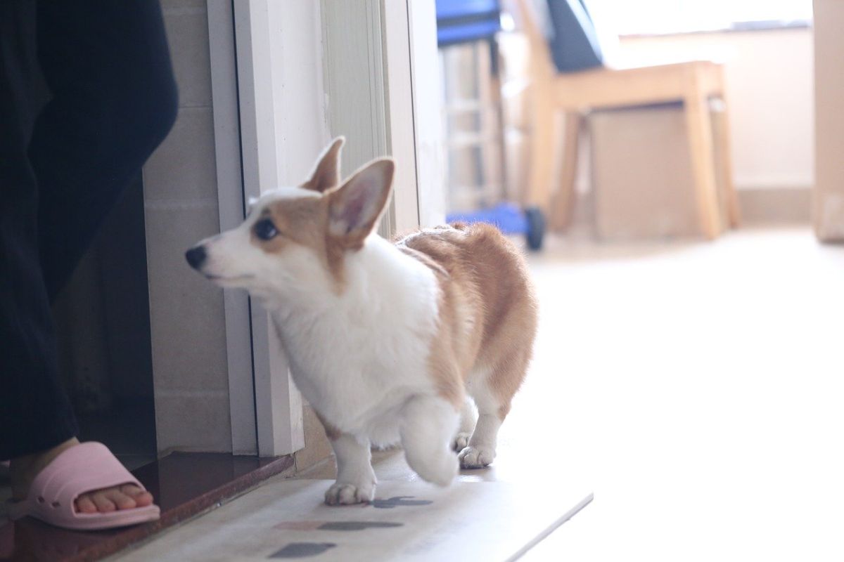▲有網友透露，家中狗狗會突然「凝望家裡某個地方許久」，讓他超害怕，而聽了友人分享自身經驗後才秒懂，原來可能不是靈異事件。（示意圖，與本文無關／翻攝自《pixabay》）
