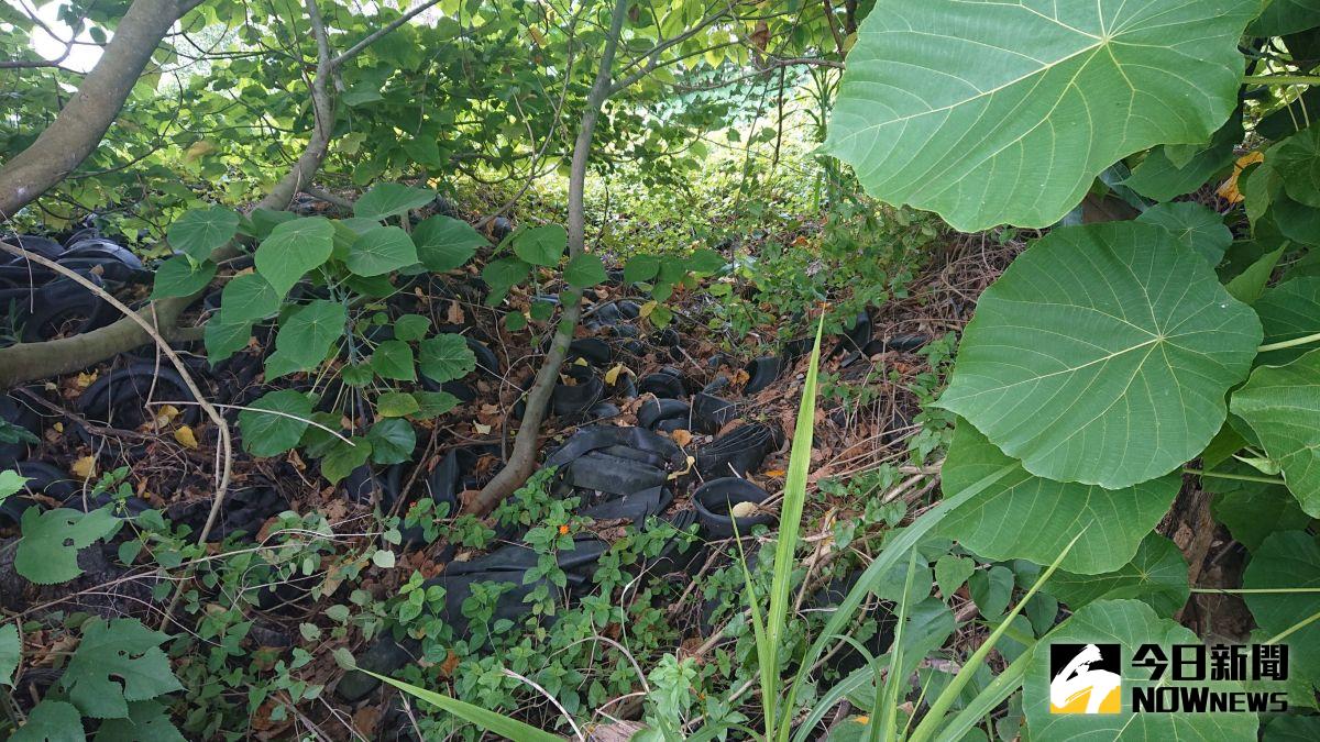 ▲溪州鄉榮光村政民路旁的空地樹木深長，堆積大量廢棄輪胎，近日經常下雨，導致蚊蟲孳生，環保局派員前往勘察後，將限期地主在月底前清理。（圖／記者陳雅芳攝，2020.09.03）
