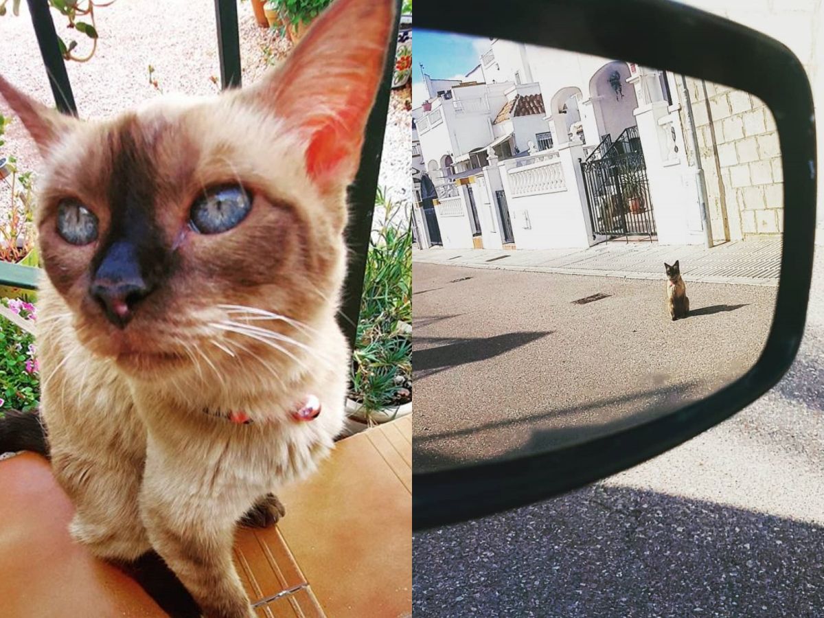 ▲西班牙一名女子麗埃娜家附近的貓咪琴（Ching）自從疫情開始封城，就每天自己來拜訪，一待就是整天。（圖／Liana Peklivanas）