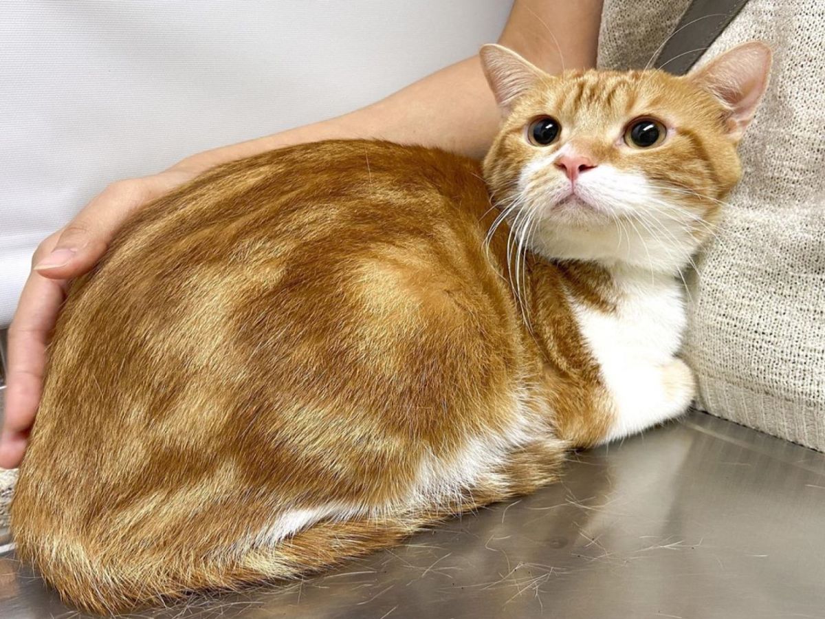 ▲橘貓換過3任主人，怕自己第四度被遺棄感到相當不安，讓奴才非常不捨（圖／網友MOY授權提供）