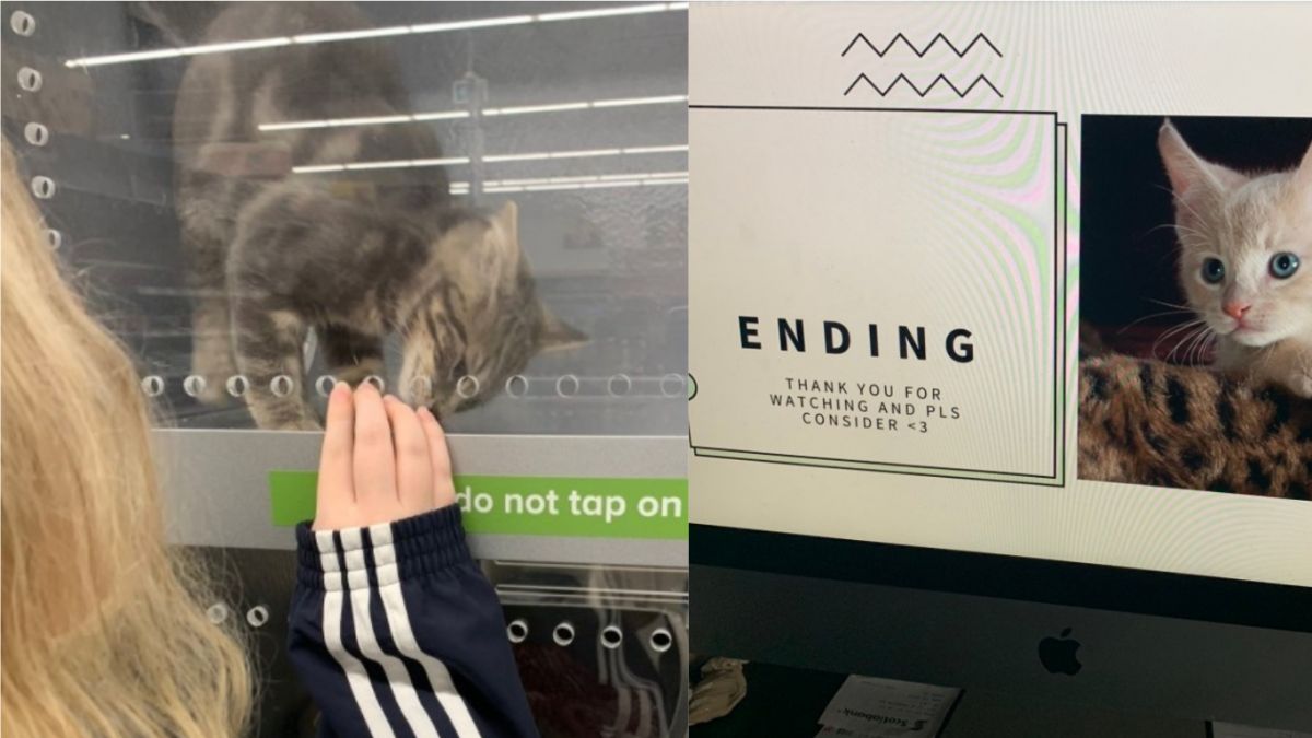 ▲萌妹好想收編喵皇！她花5年研究，甚至自備秘密武器（合成圖／翻攝自《推特》@chrisdoyle）