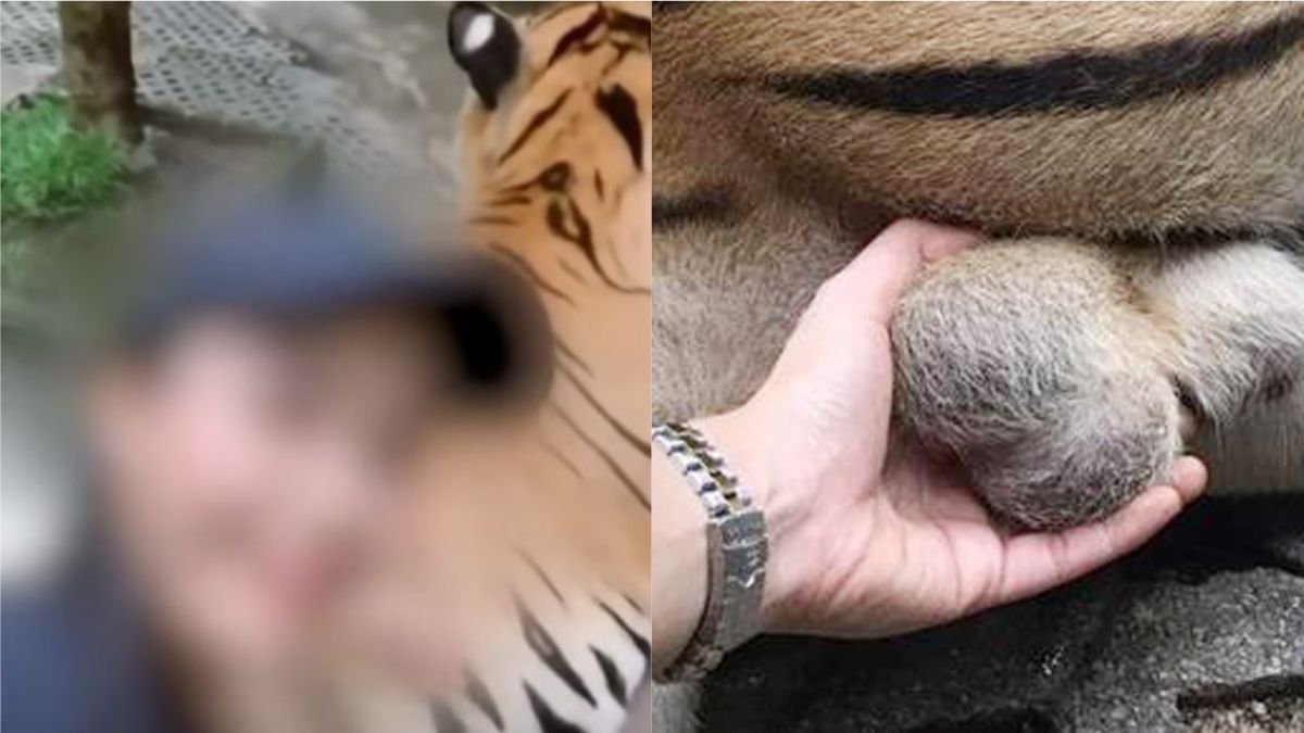 ▲1名女性遊客前往清邁的湄林老虎王國(Tiger Kingdom)遊玩時，不但大肆和熟睡中的老虎合影，還伸手觸摸老虎蛋蛋，並將照片開心地發上網路。（圖／翻攝自臉書）