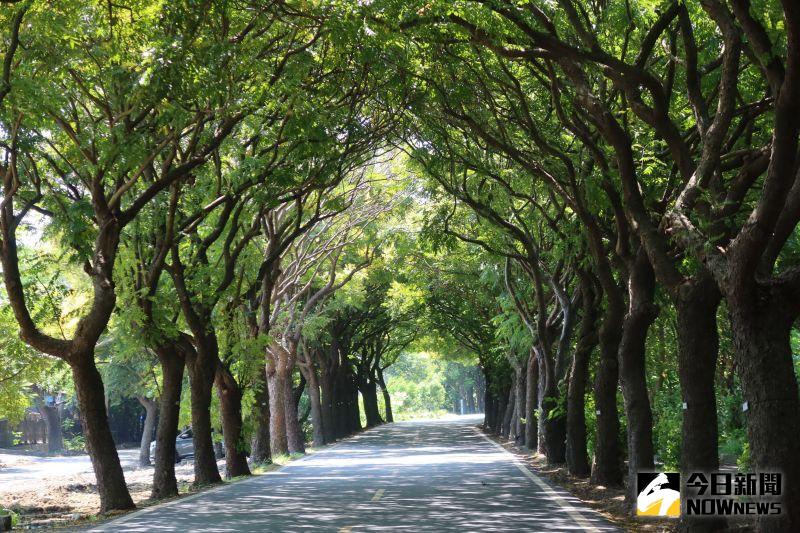 ▲溪湖鎮東螺溪畔種植達1.5公里長的台灣欒樹，整排延伸出去相當壯觀，目前正值開花季節。（圖／記者陳雅芳攝，2020.09.06）