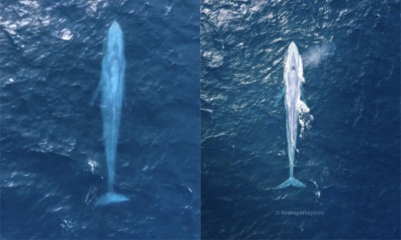 ▲澳洲一名攝影師捕捉到非常可貴的「藍鯨」畫面。（圖／翻攝自seansperception