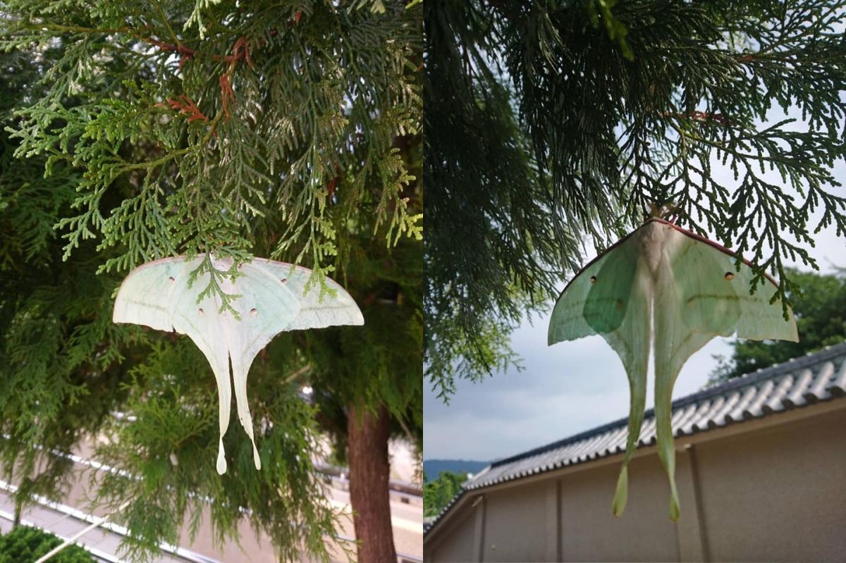 ▲民眾日前到苗栗銅鑼九華山上拜拜，卻意外看見有一個像是「蝴蝶結」青綠色物體掛在樹上。（圖／翻攝爆廢公社）