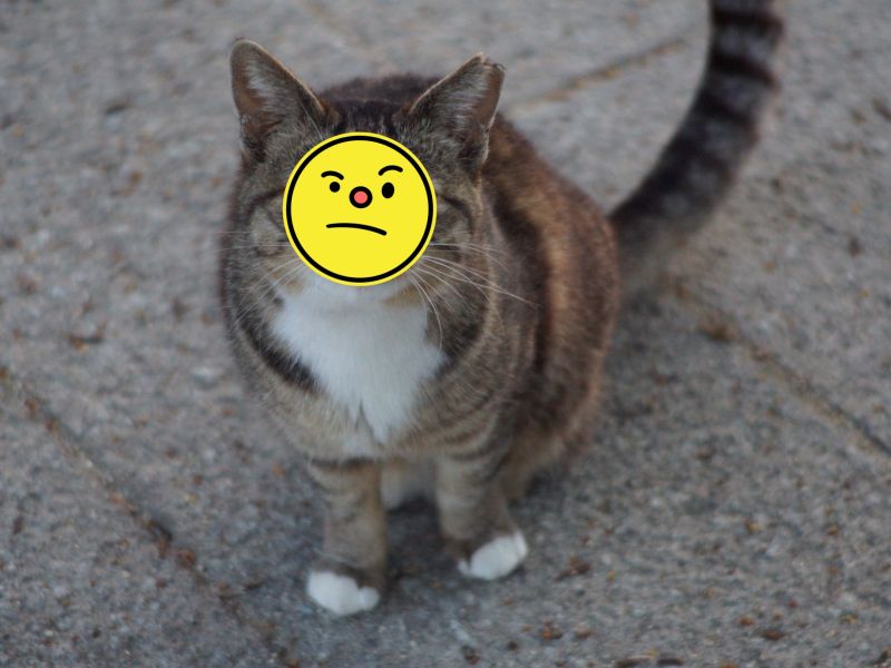▲推主意外捕捉到貓咪的微妙眼神，似乎有什麼話想對人類訴說。（圖／Twitter@tangesyazen）