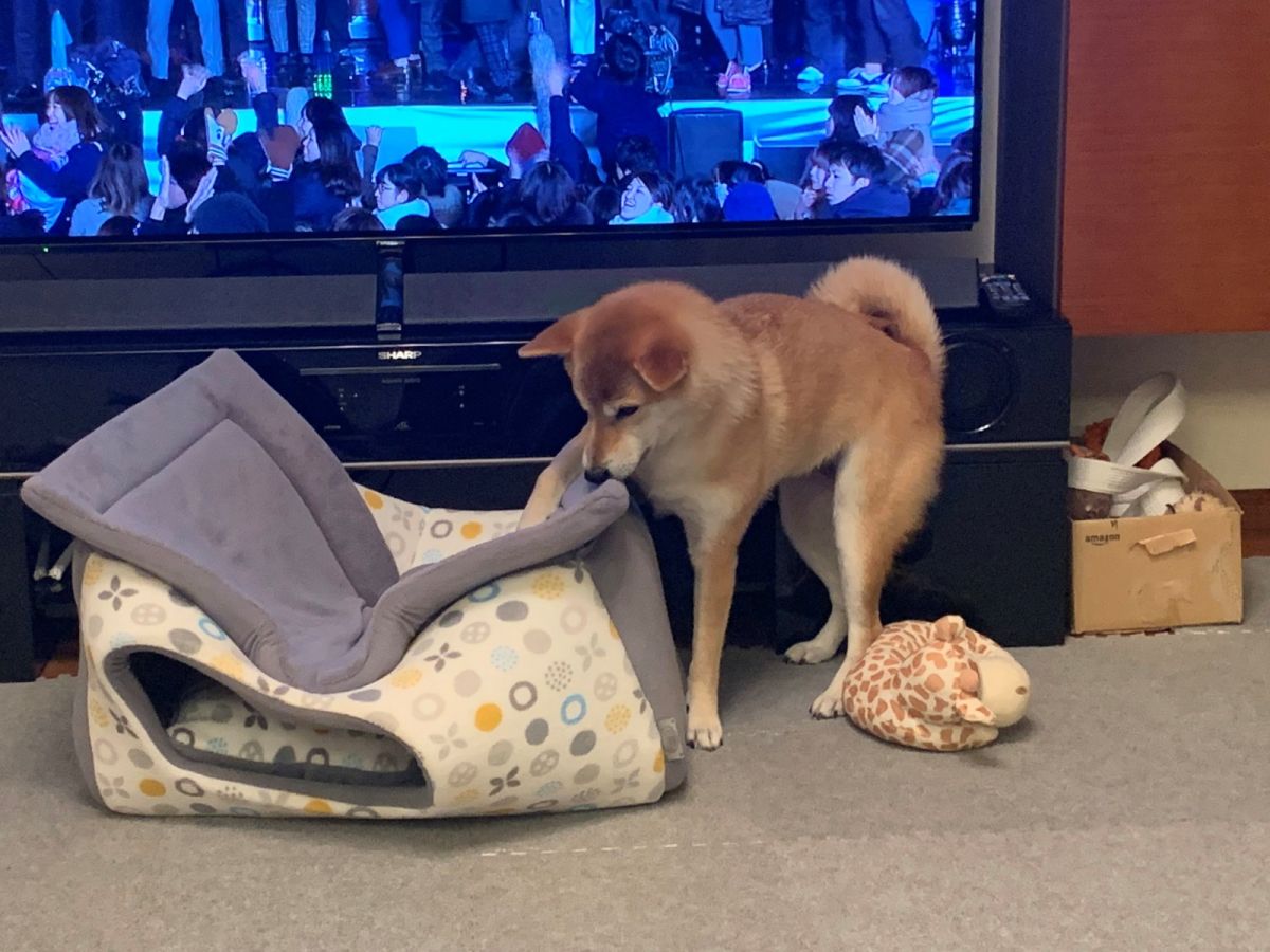 ▲柴柴收到可愛寵物屋，卻不知道怎麼用正確的方式睡覺。（圖／Twitter@mugimugi0118）
