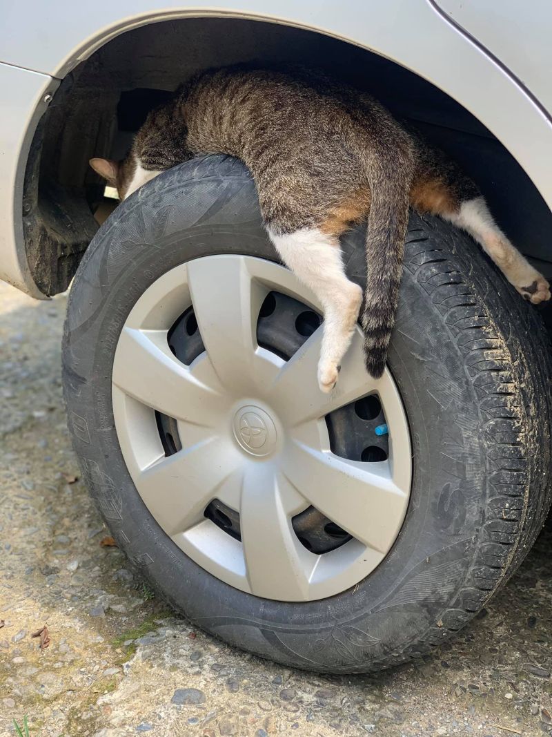 ▲這隻流浪貓獨特的睡覺方式，讓原PO想問，「牠是在修車，還是在睡覺？」（圖／翻攝自《爆廢公社》