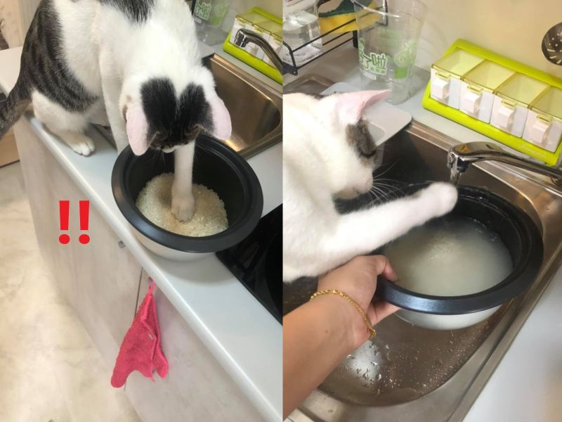 礙事「家政貓」堅持幫忙洗米　她嘆：這不是貓砂好嗎？
