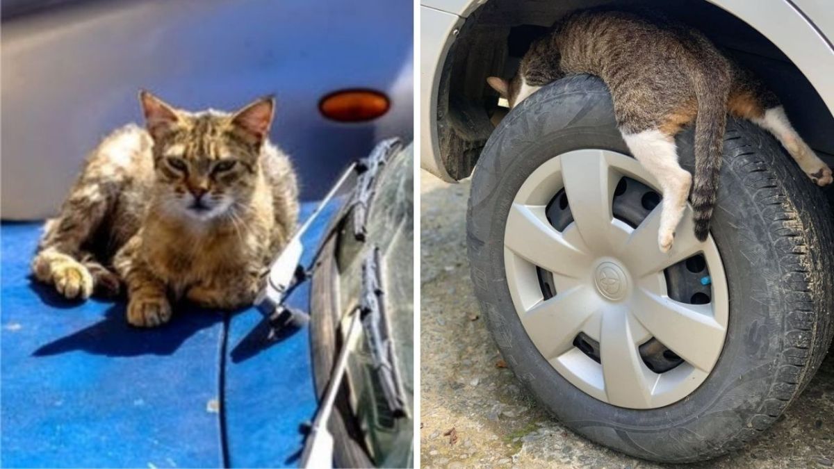 ▲原PO撞見一隻流浪貓，似乎在睡覺，獨特睡姿讓他忍不住拍下。（示意圖／翻攝自《pexels》及《爆廢公社》 ）
