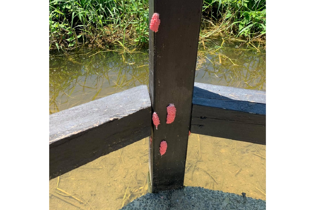 ▲有網友驚見「粉色不明物」黏在木頭上，便PO照至臉書社團《爆系知識家》求解，結果內行一看紛紛解答，直指是「外來種」。（圖／翻攝自臉書社團《爆系知識家》）