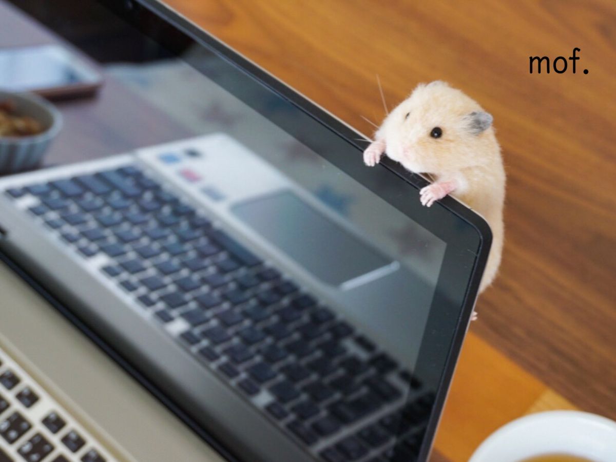 ▲這隻黃金鼠懸掛在筆電螢幕上，令人捏把冷汗！（圖／Twitter@mof_fluffy）