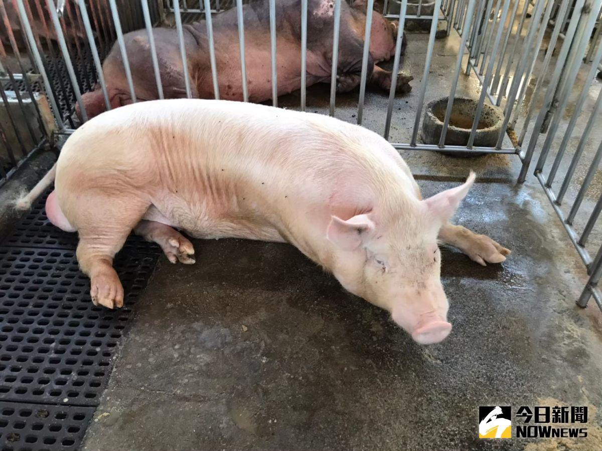 ▲德國爆首例非洲豬瘟疫情，我國超前部署，即刻起針對來自德國搭乘直航班機入境旅客的託運及手提行李以X光機百分百檢查，以防堵疫情入侵。（示意圖／NOWnews資料照賴志昶攝）