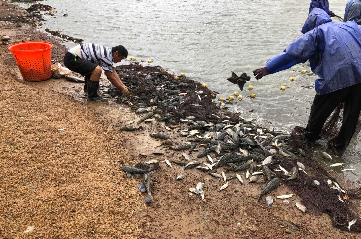 ▲養殖埤塘業者向她陳情，琵琶鼠魚已經存在一段時間，清理埤塘時都會清出為數不少的外來魚（圖／周玉琴提供）