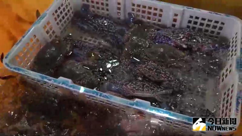 ▲每年從七月至十一月都是品嚐線西鄉塭仔港花腳蟹時機,花腳蟹不但肉質鮮美、蟹肉Q又富彈性。(圖/記者陳雅芳攝,2020.09.12)