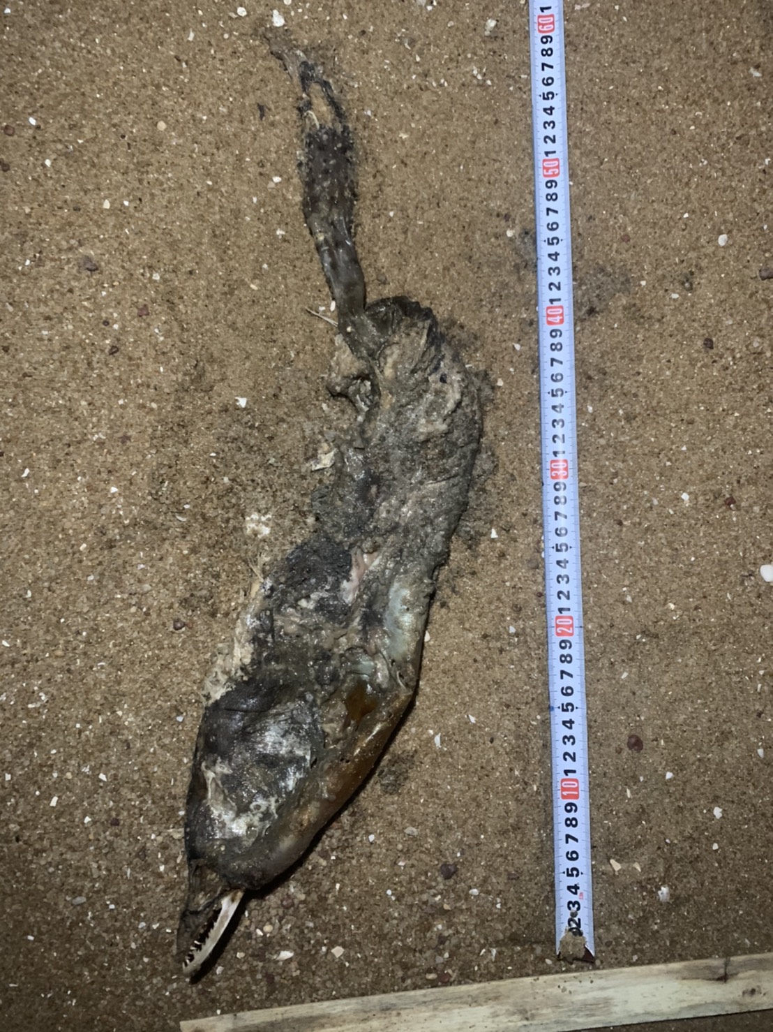 ▲金門岸巡隊在金門金寧鄉安東一營區岸際發現死亡已久鯨豚。(圖/金門岸巡隊提供)