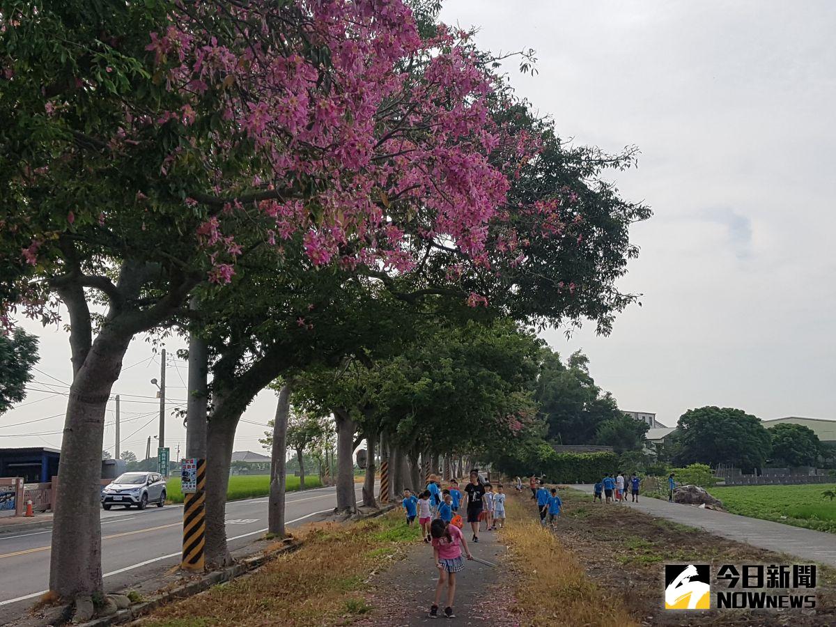 ▲香田國小美人樹正盛開，適合親子旅遊與情侶拍照，歡迎大家一起來看美人樹開花喔。（圖／記者陳雅芳攝，2020.09.14）